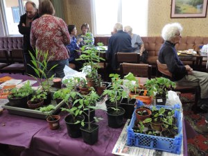 Plants on table in the foreground, veg, flowers, herbs. People chatting over coffee and cake in the background.